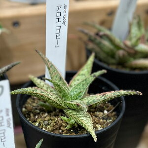 Iׂ 󏭕i AG TCY 3.5  ܂߂傫  H20 W15 sNEubV Sr[ XeBOC ~jϗtA A ϗtA t CeA O