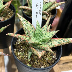 Iׂ 󏭕i AG TCY 3.5 ܂߂傫  H20 W15 sNEubV Sr[ XeBOC ~jϗtA A ϗtA t CeA O[ M