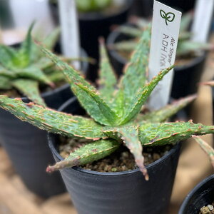 Iׂ 󏭕i AG TCY 3.5  ܂߂傫  H20 W15 sNEubV Sr[ XeBOC ~jϗtA A ϗtA t CeA O