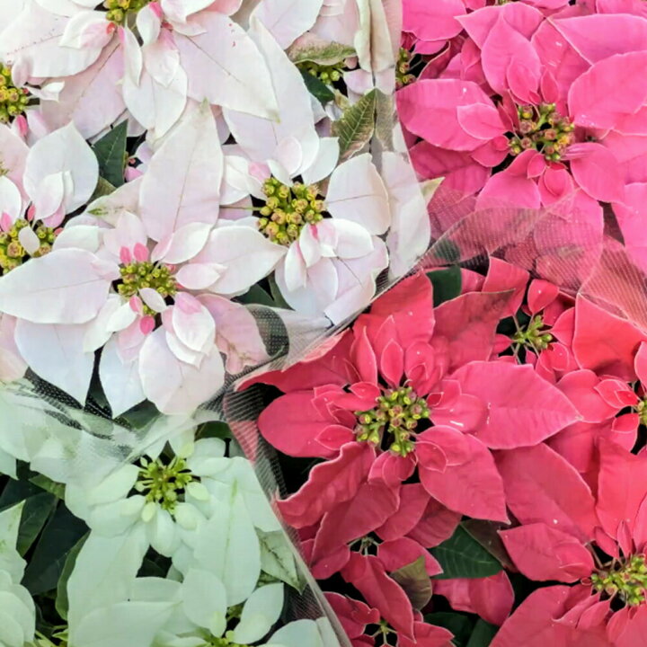 楽天市場 色で選べる おまかせ花鉢 ユーホルビア属 プリンセチア 5号鉢 プリンセスのような ポインセチア ピンク ホワイト 送料無料 クリスマス 冬 お花 ピンクリボン 花言葉 思いやり Ps12 花とワインギフト銀座東京フラワー