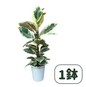 フィカス エラスティカ ティネケ 6号 鉢径 鉢約18cm 高さ 70cm 幅 30cm ハロウィン ハロウイン クリスマス 送料無料 送料込み 楽天 おしゃれ 観葉植物 ゴムの木 インテリアに最適 愛知県 小坂井