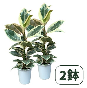 フィカス エラスティカ ティネケ 6号 鉢径 鉢約18cm 高さ 70cm 幅 30cm ハロウィン ハロウイン クリスマス 送料無料 送料込み 楽天 おしゃれ 観葉植物 ゴムの木 インテリアに最適 愛知県 小坂井