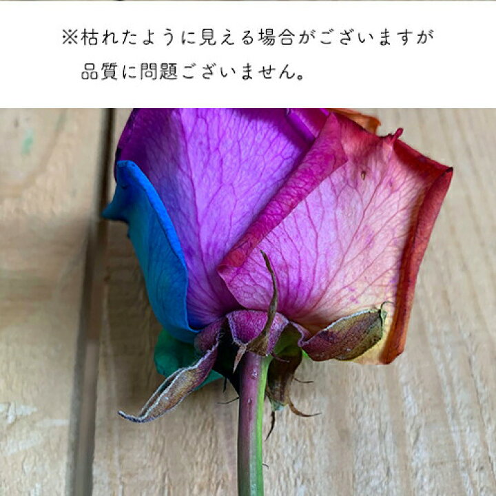 楽天市場】レインボーローズ 虹色のバラ 1輪 花 母の日 父の日 2025 