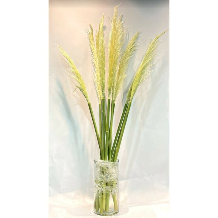 楽天市場 パンパス グラス 生 花 インテリア フェザー 1本 植物 別名 シロガネヨシ 観葉植物 オーナメンタルグラス 花とワインギフト銀座東京フラワー