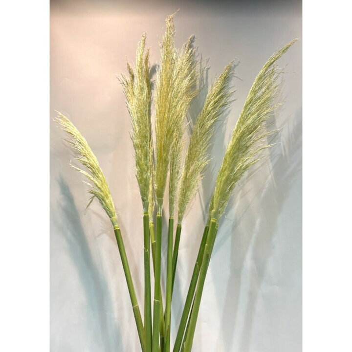 楽天市場 パンパス グラス 生 花 インテリア フェザー 1本 植物 別名 シロガネヨシ 観葉植物 オーナメンタルグラス 花とワインギフト銀座東京フラワー