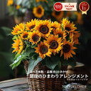 ひまわり アレンジメント 本数 価格で選べるサイズ ボリューム お買い物マラソン 送料無料 送料込み ヒマワリ 向日葵 フラワー 花束 生花 花 お中元 2025 誕生日 お祝い プレゼント ギフト サンフラワー sunflower HIMAWARI