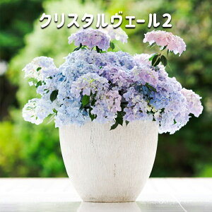 _̓IAWTC^ OWA A 5 2026N 5{ Mtg z   IV  AWTC i` ̓ KNAWTC uC_V[ NX^