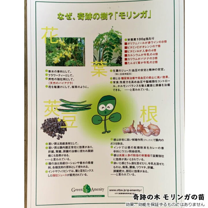 楽天市場 入荷しました モリンガ 苗 オレイフェラ ワサビノキ 奇跡の木 モリンガの木 3号ポット 国産 2苗 セット スーパーフード 生命の木 植林 樹木 花とワインギフト銀座東京フラワー