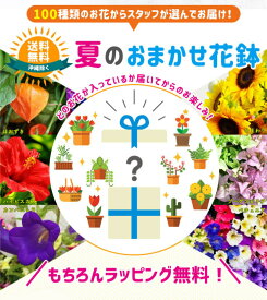 楽天市場 ミニバラ 鉢植え 開花時期夏 の通販