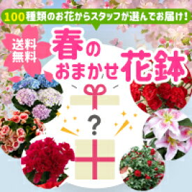 楽天市場 冬 鉢植え 花の通販
