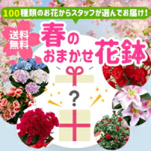 鉢植え 花 春の人気商品 通販 価格比較 価格 Com