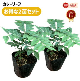 【お得な 2苗セット】カレーリーフ 苗 3号ポット ミカン科 ナンヨウザンショウ 送料別 家庭菜園 スパイス リーフ 農薬不使用 (産地確認済み) 南洋山椒 オオバゲッキツ カリーパッタ カリパタ カラピンチャ カルピンチャ 2026 ギフト プレゼント bsm