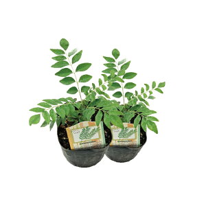 J[[t c 3|bg y2cZbgz ~J iEUVE ƒ؉ XpCX [t _sgp (YnmFς) mR IIoQbLc J[pb^ Jp^ Js`