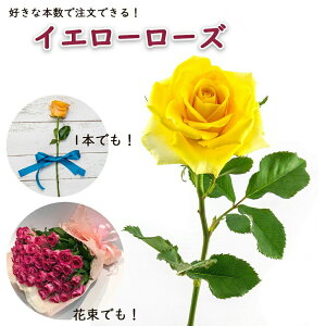 Fỏԑ CG[[Y y1{育z nEB nEC NX}X  yV 5{ȏő ̉F o ԑ  2025  KN o v[g Mtg 