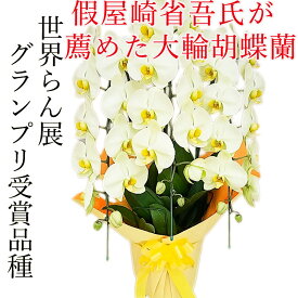 假屋崎省吾氏が進め世界らん展グランプリ受賞の大輪 胡蝶蘭 農林水産大臣賞受賞農家　3本立て　開店祝い　移転祝　開院祝い　誕生日祝い　父の日　退院祝い　退職祝い　御祝　結婚祝い　古希　喜寿　傘寿　米寿　卒寿　白寿　百寿　茶寿　皇寿　長寿祝