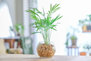 ハイドロカルチャー 観葉植物の人気商品 通販 価格比較 価格 Com