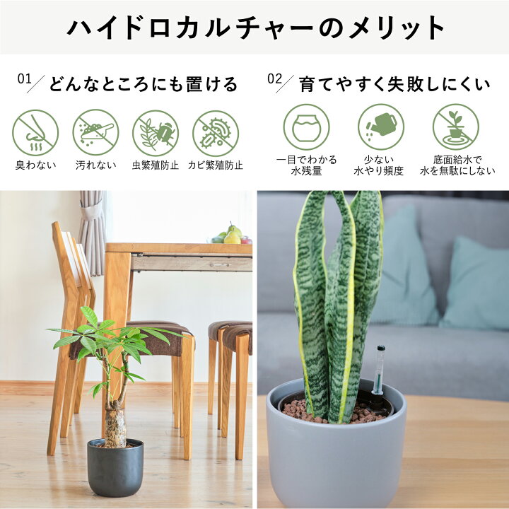 楽天市場】【雑誌で紹介・10000個超販売実績】 サンスベリア 大型 観葉 