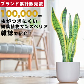 【雑誌で紹介・10000個超販売実績】 サンスベリア 大型 観葉植物 本物 東京寿園 土を使わない 大型観葉植物 大きい 室内 育てやすい ハイドロカルチャー おしゃれ 本物 卓上 デスク 玄関 トイレ インテリア ギフト お祝い 開業祝い 母の日 風水に良い 縁起の良い