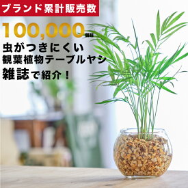 【雑誌で紹介・10000個超販売実績】 テーブルヤシ 観葉植物 本物 ミニ 東京寿園 土を使わない ミニ観葉植物 小さい 室内 育てやすい ハイドロカルチャー おしゃれ 本物 卓上 デスク 玄関 トイレ インテリア ギフト お祝い 開業祝い 母の日 風水に良い 縁起の良い