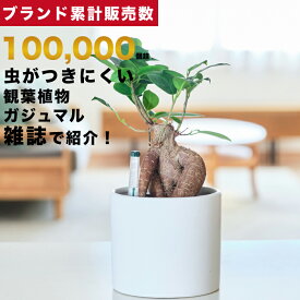 【雑誌で紹介・10000個超販売実績】観葉植物 選べる2点 セット 本物 ミニ 東京寿園 土を使わない ミニ観葉植物 小さい 室内 育てやすい ハイドロカルチャー おしゃれ 本物 卓上 デスク 玄関 トイレ インテリア ギフト お祝い 開業祝い 母の日 風水に良い 縁起の良い