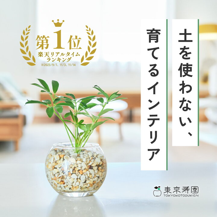 楽天市場】【雑誌で紹介・10000個超販売実績】 カポック シェフレラ 