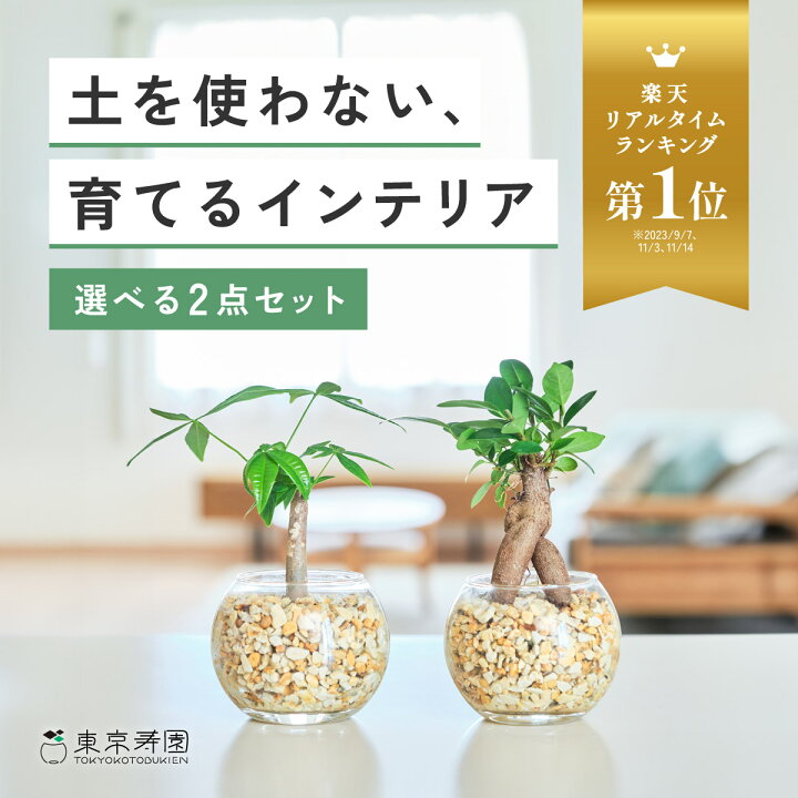 楽天市場】【楽天1位・10000個超販売実績】 観葉植物 選べる2点 セット 
