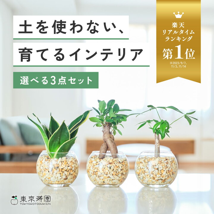 楽天市場】【楽天1位・10000個超販売実績】 観葉植物 選べる3点 セット 