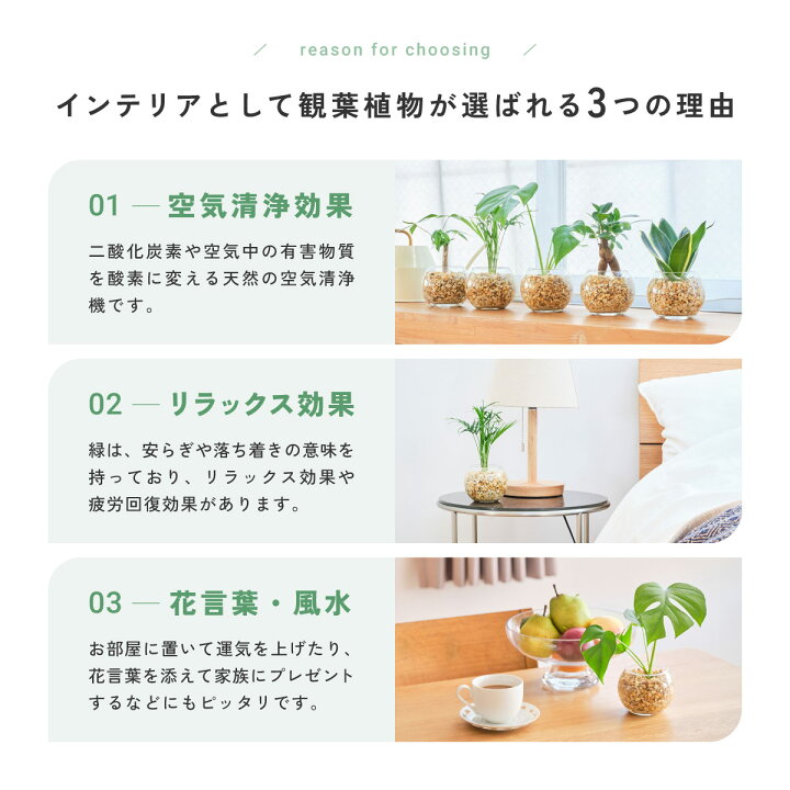 楽天市場】【楽天1位・10000個超販売実績】 観葉植物 選べる3点 セット 