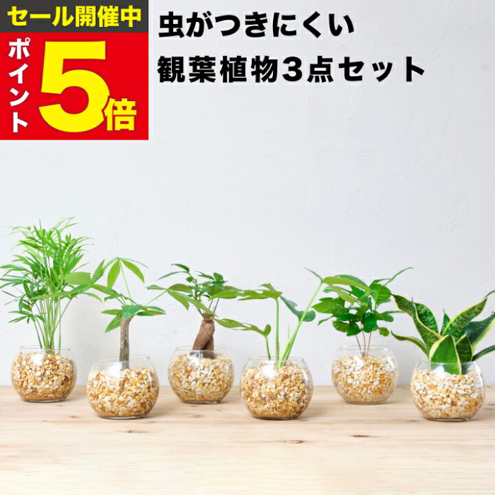 楽天市場】【楽天1位・10000個超販売実績】 観葉植物 選べる3点 セット 