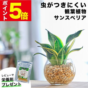 yGŏЉE10000̔сzTXxA TZxA nj[{j[ ϗtA nChJ`[ ~j k͔| ygȂ  ~jϗtA     fXN