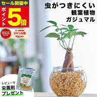 【雑誌で紹介・10000個超販売実績】ガジュマル ガジュマルの木 観葉植物 ハイドロカルチャー ミニ 沖縄 …