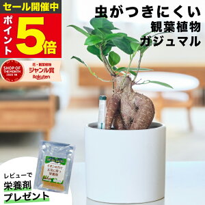 yGŏЉE10000̔сzKW} KW}̖ ϗtA { ~j  ygȂ ~jϗtA   Ă₷ nChJ`[  {  f