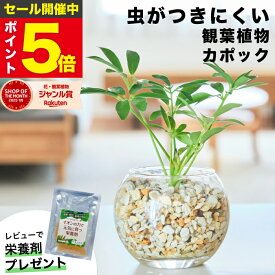 【雑誌で紹介・10000個超販売実績】 カポック シェフレラ 観葉植物 本物 ミニ 東京寿園 土を使わない ミニ観葉植物 小さい 室内 育てやすい ハイドロカルチャー おしゃれ 本物 卓上 デスク 玄関 トイレ インテリア ギフト お祝い 開業祝い 母の日 風水に良い 縁起の良い