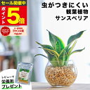 【雑誌で紹介・10000個超販売実績】サンスベリア サンセベリア ハニーボニー 観葉植物 ハイドロカルチャー ミニ 水耕…