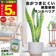 【雑誌で紹介・10000個超販売実績】 サンスベリア 大型 観葉植物 本物 東京寿園 土を使わない 大型観葉植…