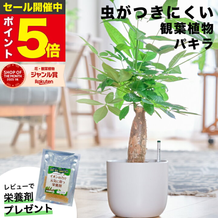 楽天市場】【雑誌で紹介・10000個超販売実績】 パキラ 大型 観葉植物 
