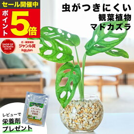 【雑誌で紹介・10000個超販売実績】 マドカズラ 観葉植物 本物 ミニ 東京寿園 土を使わない ミニ観葉植物 小さい 室内 育てやすい ハイドロカルチャー おしゃれ 本物 卓上 デスク 玄関 トイレ インテリア ギフト お祝い 開業祝い 母の日 風水に良い 縁起の良い