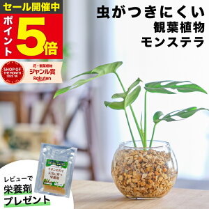 yGŏЉE10000̔сz Xe ϗtA { ~j  ygȂ ~jϗtA   Ă₷ nChJ`[  {  fXN  gC