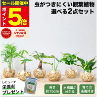 【楽天1位・10000個超販売実績】 観葉植物 選べる2点 セット ハイドロカルチャー 小さい 土を使わない観…
