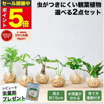 楽天市場】観葉植物 セットの通販