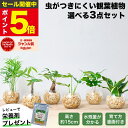 【楽天1位・10000個超販売実績】 観葉植物 選べる3点 セット ハイドロカルチャー 小さい 土を使わない観葉植物 虫 わ…