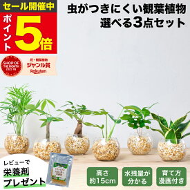 【楽天1位・10000個超販売実績】 観葉植物 選べる3点 セット ハイドロカルチャー 小さい 土を使わない観葉植物 虫 わかない 初心者 室内 おしゃれ 卓上 玄関 トイレ インテリア リビング 風水 洗面所 寒さに強い お祝い ギフト ミニ 日陰 本物 開店祝い 水耕栽培 東京寿園