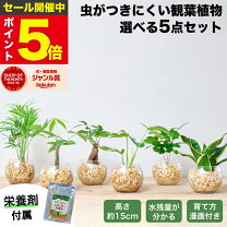 楽天市場】観葉植物 5点セットの通販
