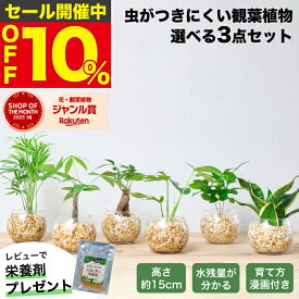 【楽天1位・10000個超販売実績】 観葉植物 選べる3点 セット ハイドロカルチャー 小さい 土を使わない観葉植物 虫 わかない 初心者 室内 おしゃれ 卓上 玄関 トイレ インテリア リビング 風水 洗面所 寒さに強い お祝い ギフト ミニ 日陰 本物 開店祝い 水耕栽培 東京寿園