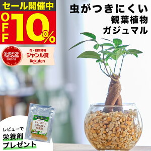 yGŏЉE10000̔сzKW} KW}̖ ϗtA nChJ`[ ~j  Mtg  ygȂ ~jϗtA    fXN  gC C