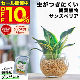 【雑誌で紹介・10000個超販売実績】サンスベリア サンセベリア ハニーボニー 観葉植物 ハイドロカルチャー ミニ 水耕栽培 土を使わない 希少 ミニ観葉植物 小さい 室内 おしゃれ 卓上 デスク 玄関 トイレ インテリア 風水 ギフト お祝い 開業祝い 風水に良い 本物 東京寿園