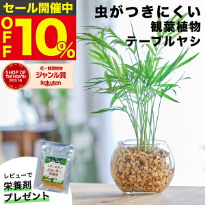 yGŏЉE10000̔сz e[uV ϗtA nChJ`[ ~j k͔| ygȂ ~jϗtA   Ă₷ nChJ`[   fXN