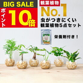 【楽天1位・10000個超販売実績】 観葉植物 5点と栄養剤 セット 本物 ミニ 東京寿園 土を使わない ミニ観葉植物 小さい 室内 育てやすい ハイドロカルチャー おしゃれ 本物 卓上 デスク 玄関 トイレ インテリア ギフト お祝い 開業祝い 母の日 風水に良い 縁起の良い