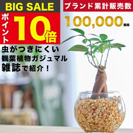 【雑誌で紹介・10000個超販売実績】ガジュマル ガジュマルの木 観葉植物 本物 ミニ 東京寿園 土を使わない ミニ観葉植物 小さい 室内 育てやすい ハイドロカルチャー おしゃれ 本物 卓上 デスク 玄関 トイレ インテリア ギフト お祝い 開業祝い 母の日 風水に良い 縁起の良い