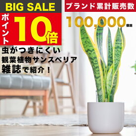 【雑誌で紹介・10000個超販売実績】 サンスベリア 大型 観葉植物 本物 東京寿園 土を使わない 大型観葉植物 大きい 室内 育てやすい ハイドロカルチャー おしゃれ 本物 卓上 デスク 玄関 トイレ インテリア ギフト お祝い 開業祝い 母の日 風水に良い 縁起の良い